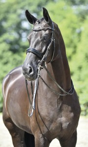 Ogłowie munsztukowe "Massa"