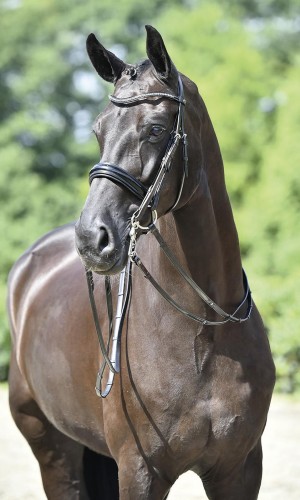 Ogłowie munsztukowe "Massa"