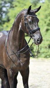 Ogłowie munsztukowe "Massa"