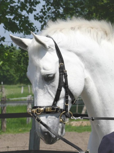 Kawecan "Professional"