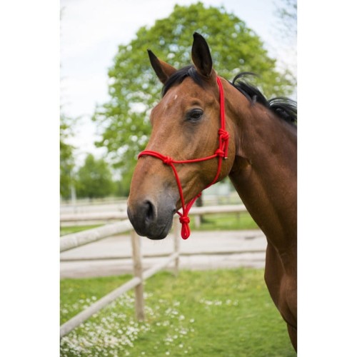 Halter dla konia FIRST 